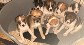 olx whippet puppies for sale